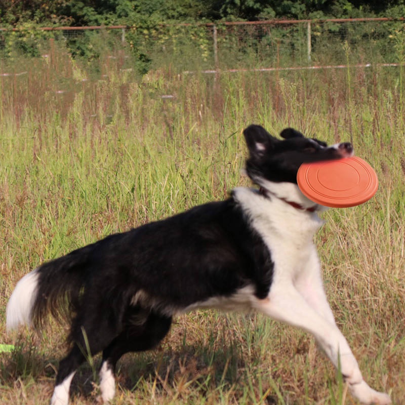 Jouet durable et résistant aux - Flying Disc Dog Training Toy avis et prix
