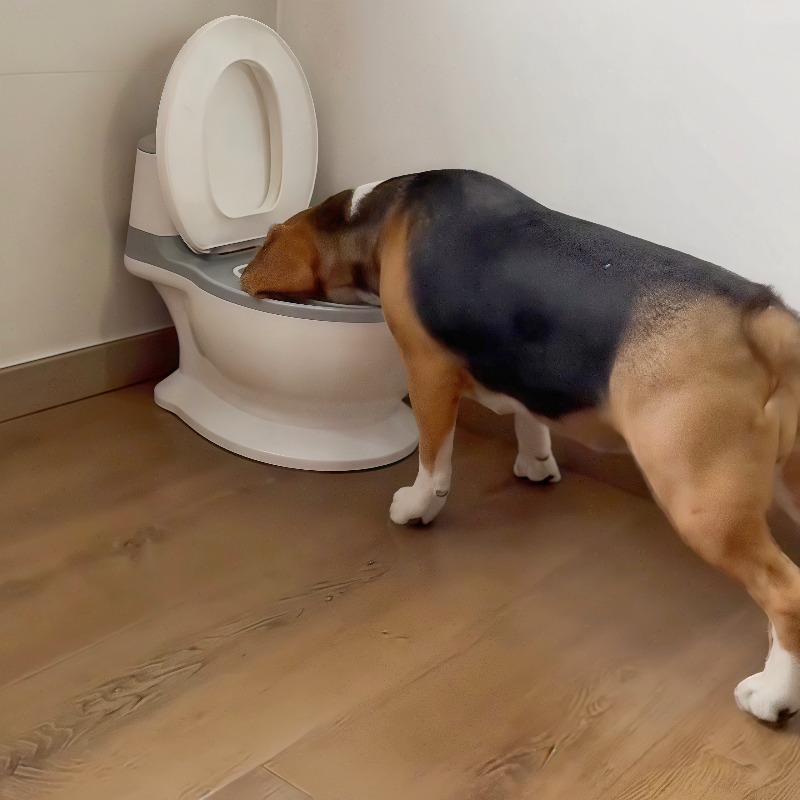 Nouveau bol d'alimentation len - Pet Feeders avis et prix