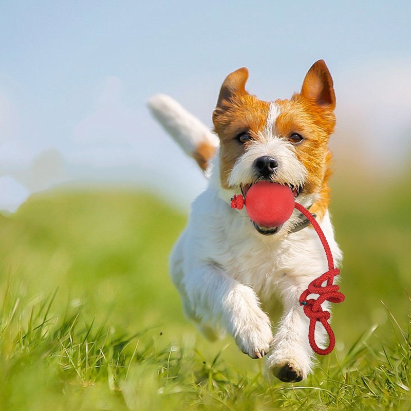 Balle indéchirable pour chien  - Indestructible Dog Chew Toy avis et prix